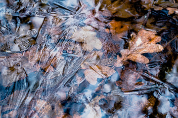 dried leaves frozen under water