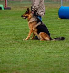 Shepherd dog sits next to his master in the dog place..