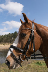 Naklejka premium horse