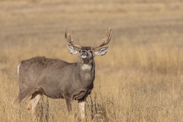 Buck Mule Deer in the Fall Rut in Colorado