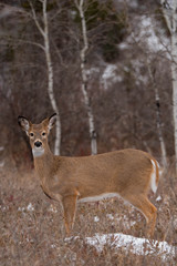 Wild Deer in Glacier National Park in Winter