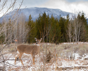 Wild Deer in Glacier National Park in Winter