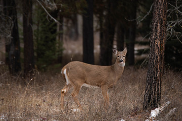 Wild Deer in Glacier National Park in Winter