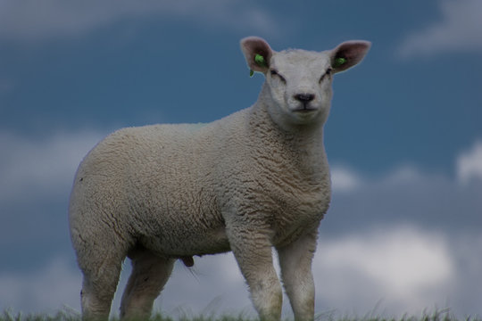 schapen op de dijk