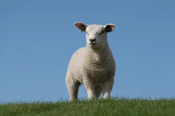 Foto auf Alu-Dibond Schafe auf dem Deich © maaike