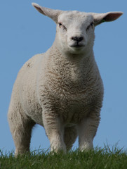Obraz premium schapen op de dijk