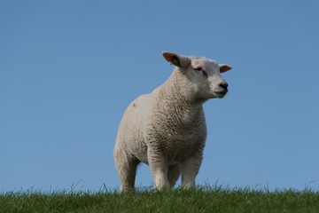 schapen op de dijk