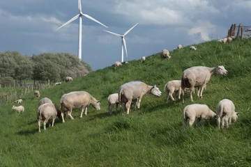 Wandaufkleber Schafe auf dem Deich © maaike
