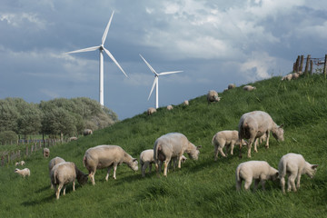 schapen op de dijk