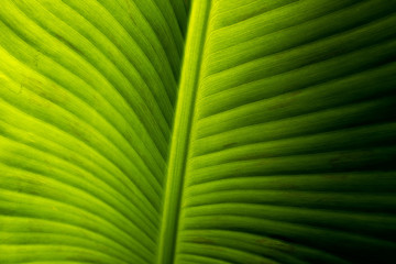 Macro Banana Leaf Texture
