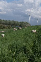schapen op de dijk