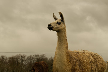 Lama magnifique très grand dans son champ