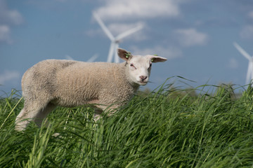 Obraz premium schapen op de dijk
