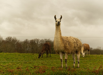 Lamas alpagas et moutons dans un même champ dans les Pyrénées Atlantique dans le Béarn