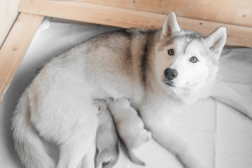 a husky dog with brown eyes lies with its puppies, puppies eat milk