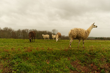 Lamas alpagas et moutons dans un même champ dans les Pyrénées Atlantique dans le Béarn
