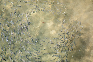 Fishes swimming around in a circle to a jellyfish close to a beach  sea fishing nature scene from above summer travel holiday vacation season azure blue green yellow aquamarine