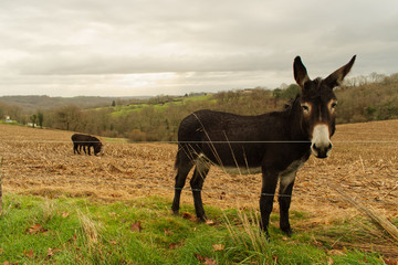 Anes grands et petits dans leur champ en train de paître dans la campagne béarnaise dans les...