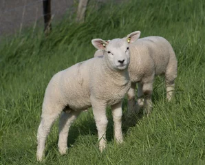 Foto auf Leinwand Schafe auf dem Deich © maaike