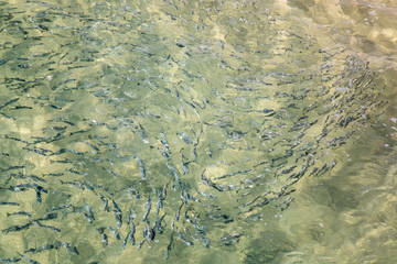 Fishes swimming close to a beach wave waves crashing splashing water producing white foam sea fishing nature scene from above summer season moving surface reflaction azure blue green yellow aquamarine