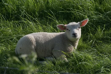 Fototapeten Schafe auf dem Deich © maaike