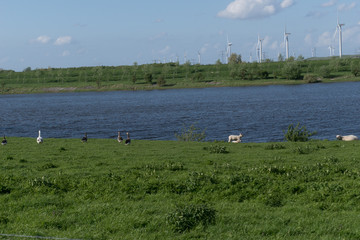 schapen op de dijk