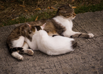 Adult cat feeding little kitty. Animal family