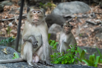 Wild animal, monkey in natural posture looking at camera