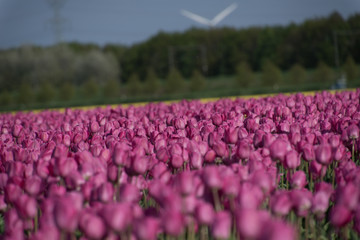 Tulpen in de zomer