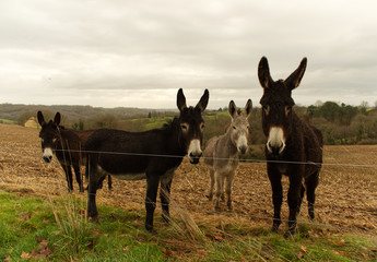 Anes grands et petits dans leur champ en train de paître dans la campagne béarnaise dans les...
