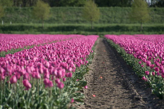 Tulpen in de zomer
