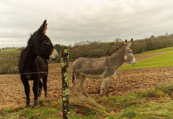 Ânes grands et petits dans leur champ en train de paître dans la campagne béarnaise dans les...