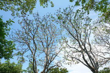 Green tree leaf sky background
