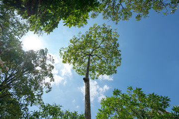 Fototapeta premium Green tree leaf sky background