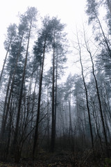 Fototapeta na wymiar tops of pines in the woods against the grey sky on a misty day