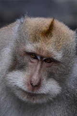 Wise Old Monkey in Bali