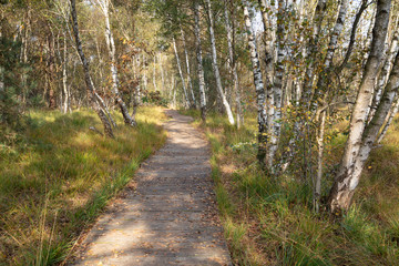 Holzbohlenweg im Birkenwald, Venner Moor, Münsterland, Nordrhein-Westfalen, Deutschland, Europa