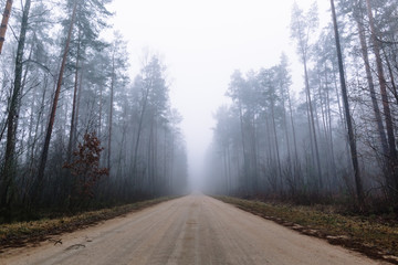 country road in a misty forest with tall pine trees