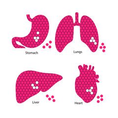 silhouettes of human internal organs in texture vector illustration