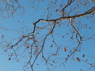 branches of a tree against blue sky
