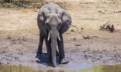 Elefant
