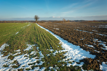 Green winter cereal, snow and plowed field