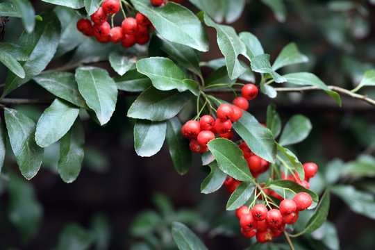 red rowan berries on a green branch in winter