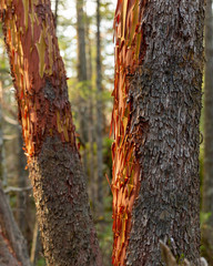 Red peeling bark