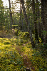 Path through a mossy forest