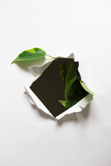 Green leaves of plant grow through round open hole in white paper with copy space. Torn ripped paper sheet. Concept of nature in life