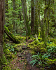Path through a mossy forest
