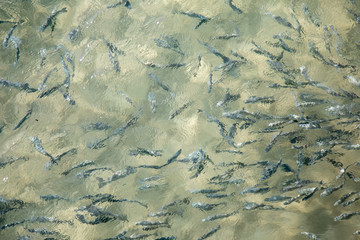 Shoal of fish in seawater, many sea fishes top view, fry in the sea, sea  water surface, small fish on the surface of the sea water aquamarine azure reflection turquoise blue abstract