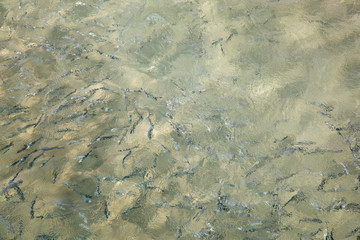 Shoal of fish in seawater, many sea fishes top view, fry in the sea, sea  water surface, small fish on the surface of the sea water aquamarine azure reflection turquoise blue abstract