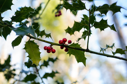 Holly berries on a branch